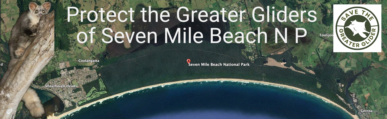 Seven Mile Beach NP Greater Gliders